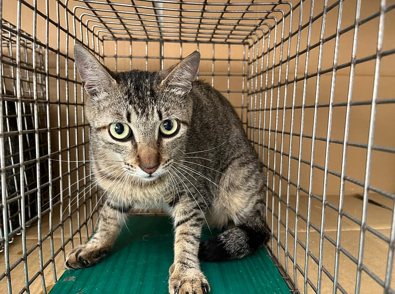 【待認養】混種貓 貓 (女生) - 臺北市動物之家