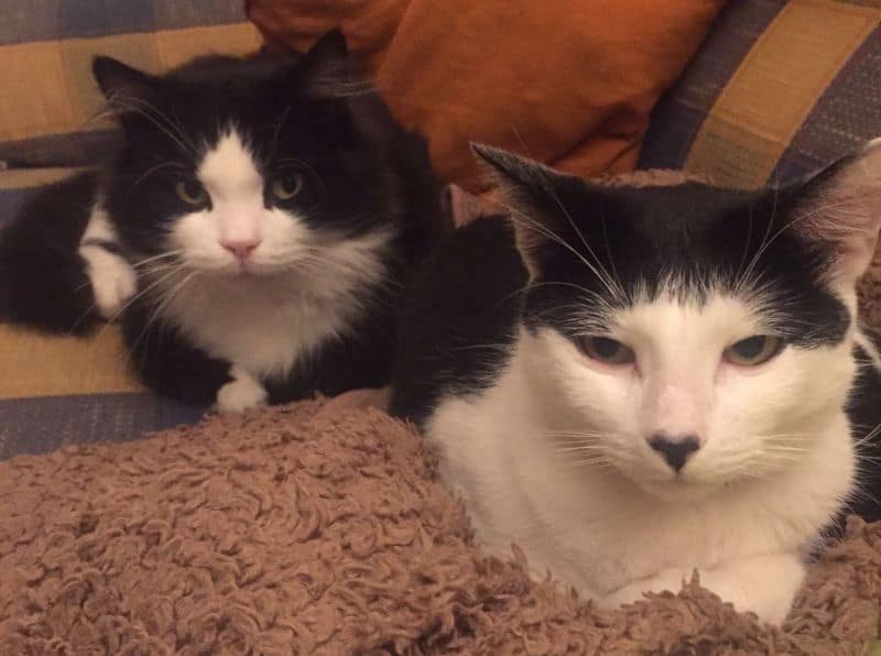 愛樂莫寵物美容坊