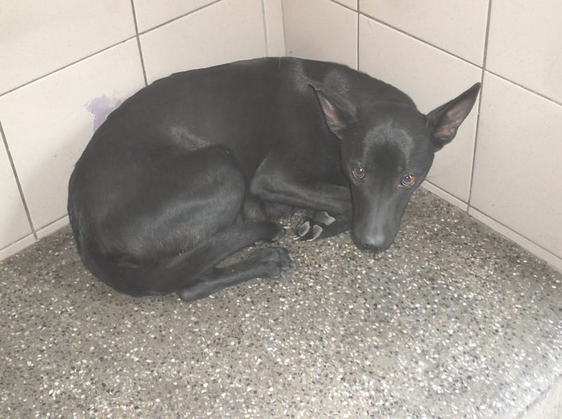 【待認養】混種犬 狗 (女生) - 高雄市燕巢動物保護關愛園區