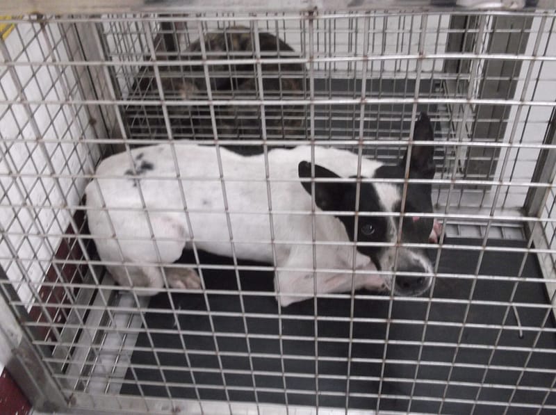 【待認養】混種犬 狗 (男生) - 高雄市燕巢動物保護關愛園區