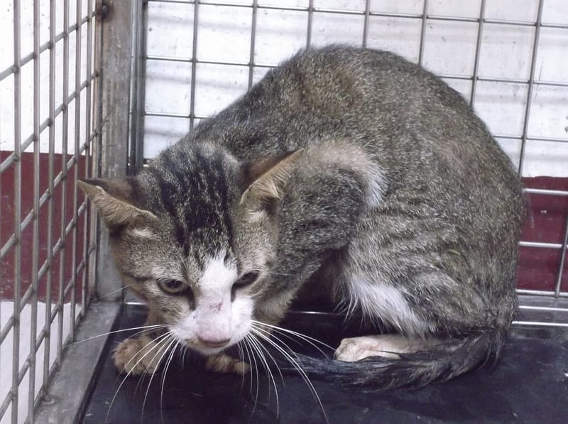 【待認養】混種貓 貓 (男生) - 高雄市壽山動物保護教育園區