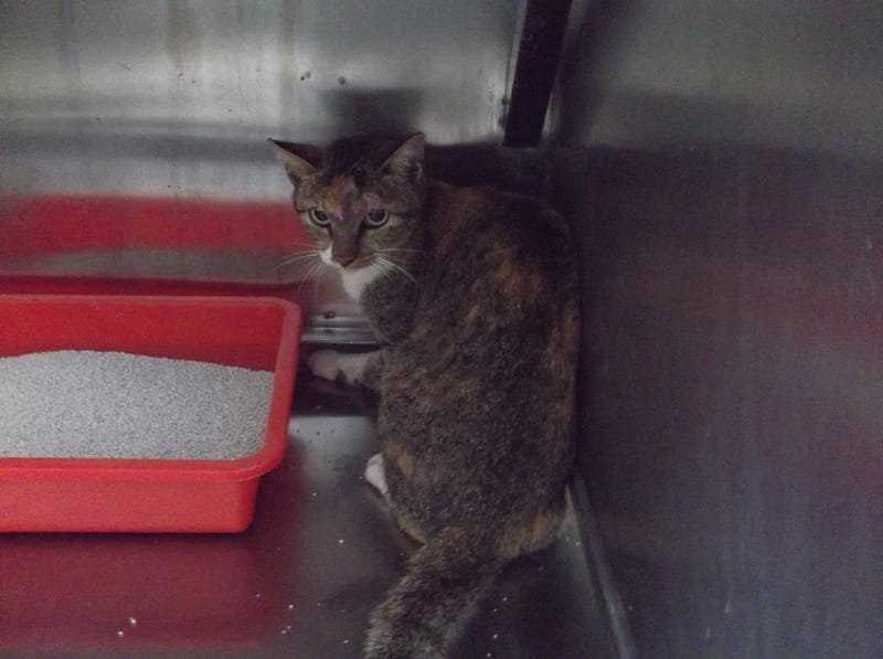 【待認養】混種貓 貓 (女生) - 高雄市壽山動物保護教育園區