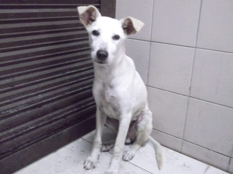 【待認養】混種犬 狗 (男生) - 高雄市燕巢動物保護關愛園區