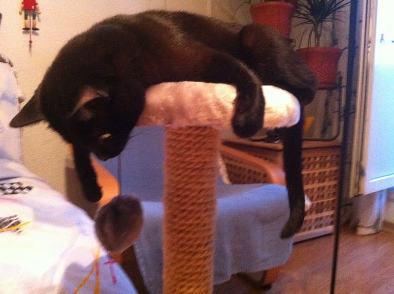 東森寵物雲股份有限公司豐原圓環東分公司