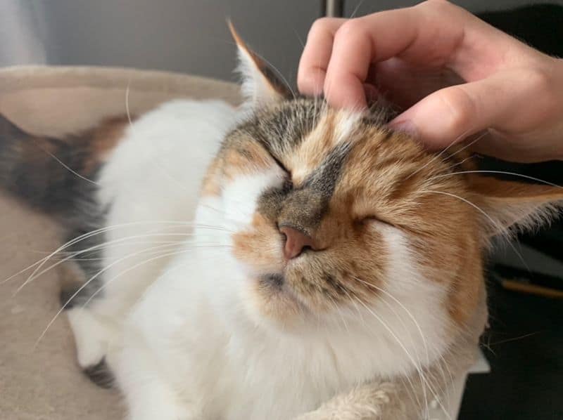 汪汪犬旅寵物旅館