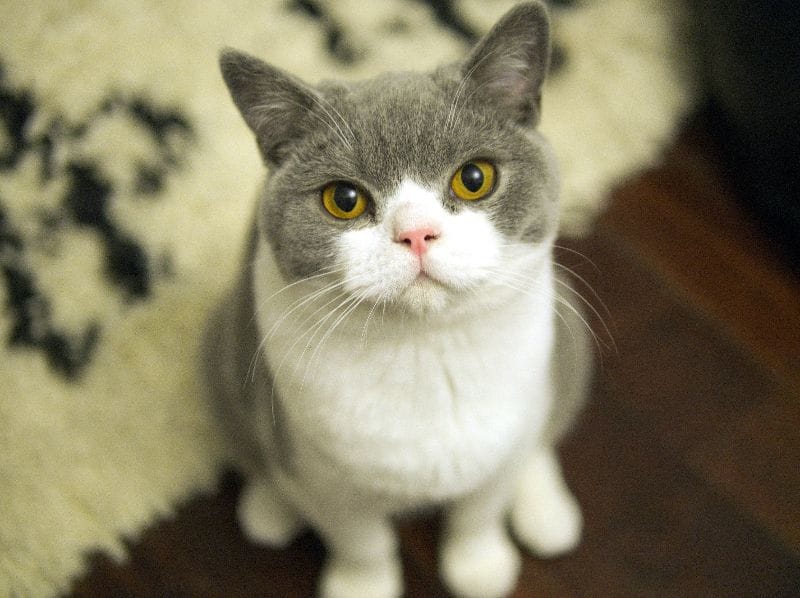 親禾寵物高鐵會館