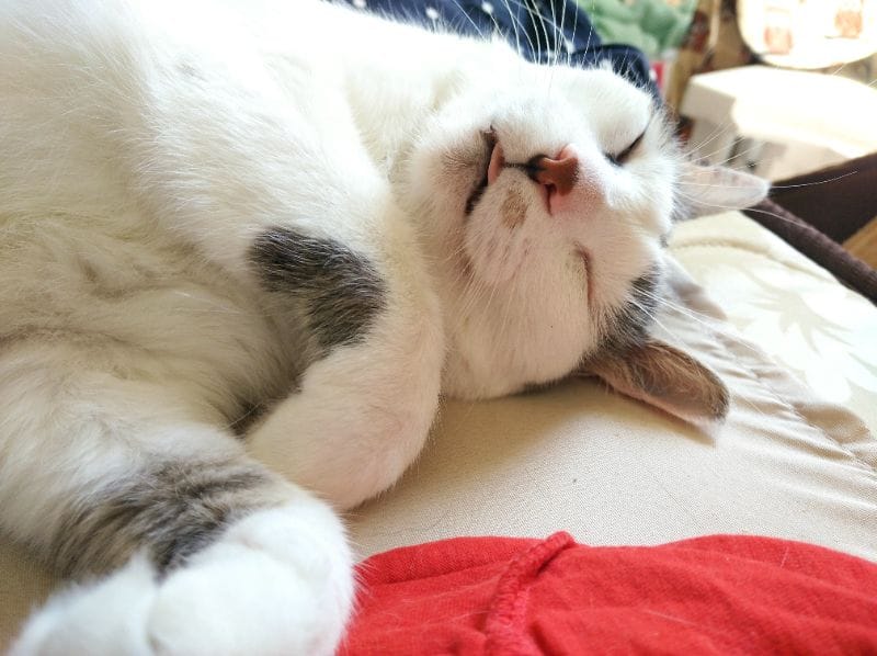 貓緣寵物生活館