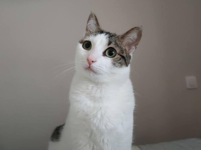 毛小孩寵物生活館