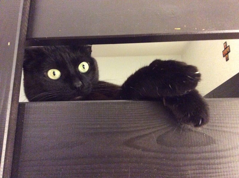 永久寵物美容之坊