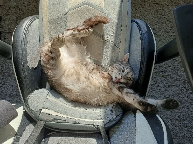 奧莉寵物美容工作室