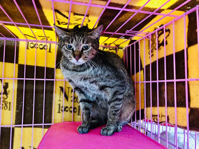 【待認養】混種貓 貓 (女生) - 臺北市動物之家