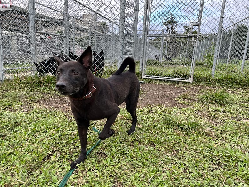【待認養】混種犬 狗 (男生) - 臺北市動物之家