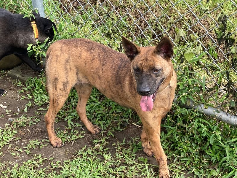【待認養】混種犬 狗 (女生) - 臺北市動物之家