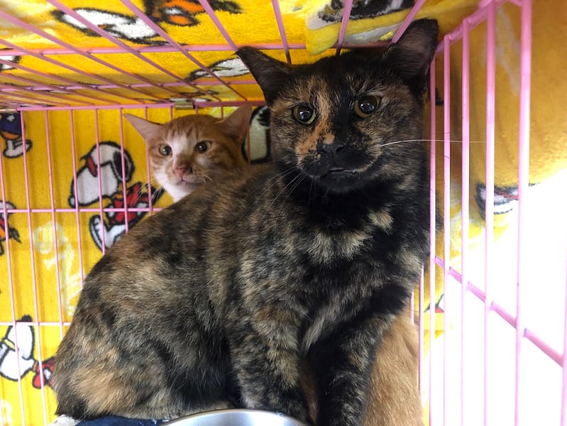 【待認養】混種貓 貓 (女生) - 臺北市動物之家