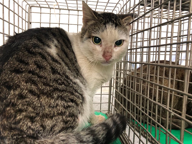 【待認養】混種貓 貓 (男生) - 臺北市動物之家