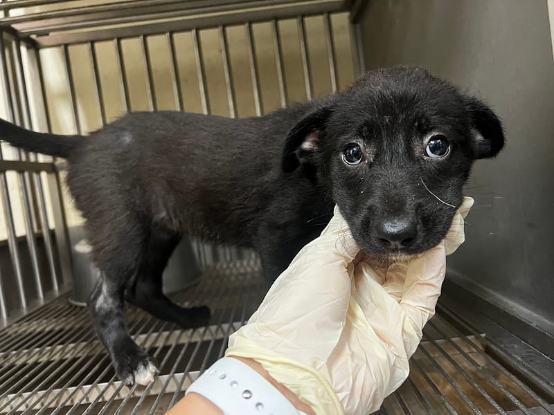 【待認養】混種犬 狗 (女生) - 桃園市動物保護教育園區