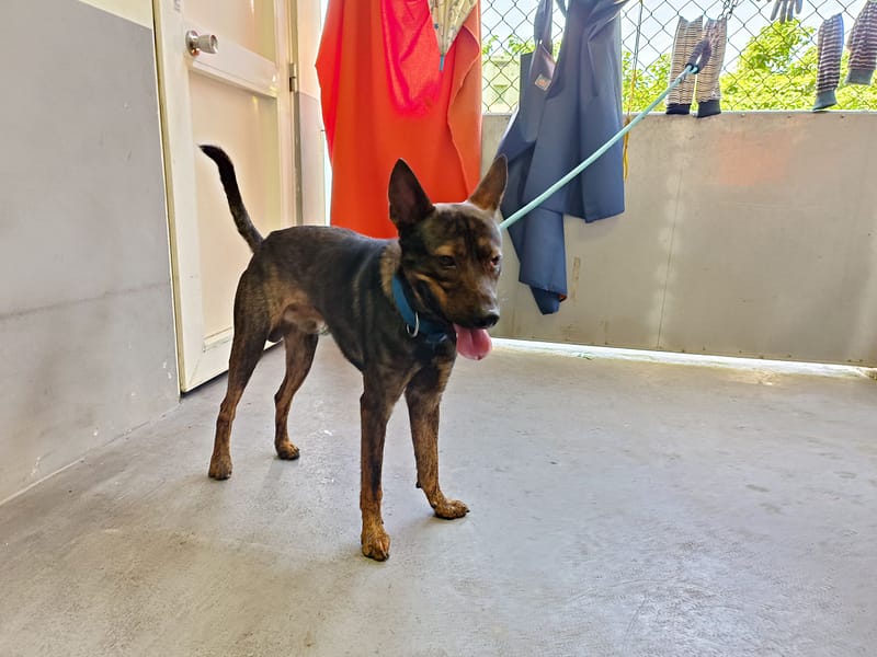 【待認養】混種犬 狗 (男生) - 新北市五股區公立動物之家