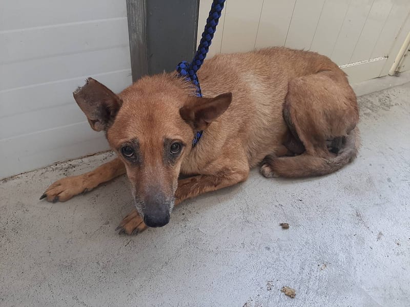 【待認養】混種犬 狗 (男生) - 臺北市動物之家