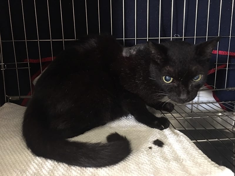 【待認養】混種貓 貓 (女生) - 臺北市動物之家