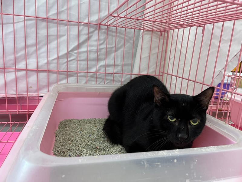 【待認養】混種貓 貓 (男生) - 臺北市動物之家