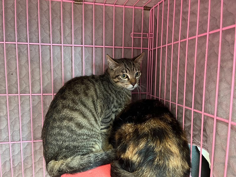 【待認養】混種貓 貓 (男生) - 臺北市動物之家