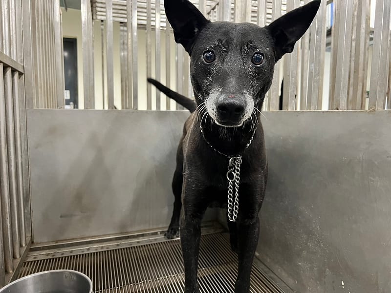【待認養】混種犬 狗 (男生) - 桃園市動物保護教育園區