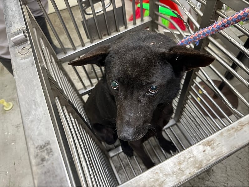 【待認養】混種犬 狗 (男生) - 臺北市動物之家