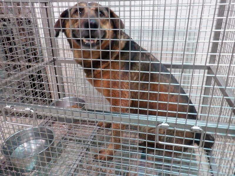 【待認養】混種犬 狗 (男生) - 南投縣公立動物收容所