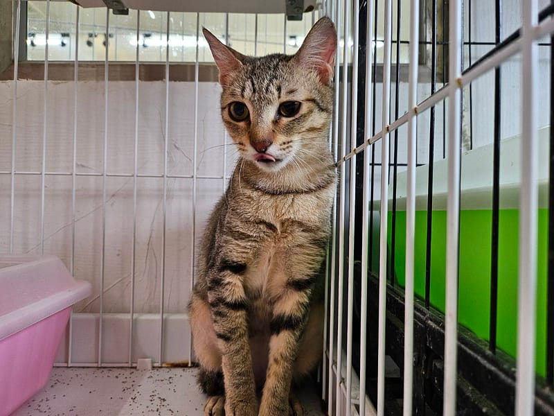 【待認養】混種貓 貓 (女生) - 臺北市動物之家