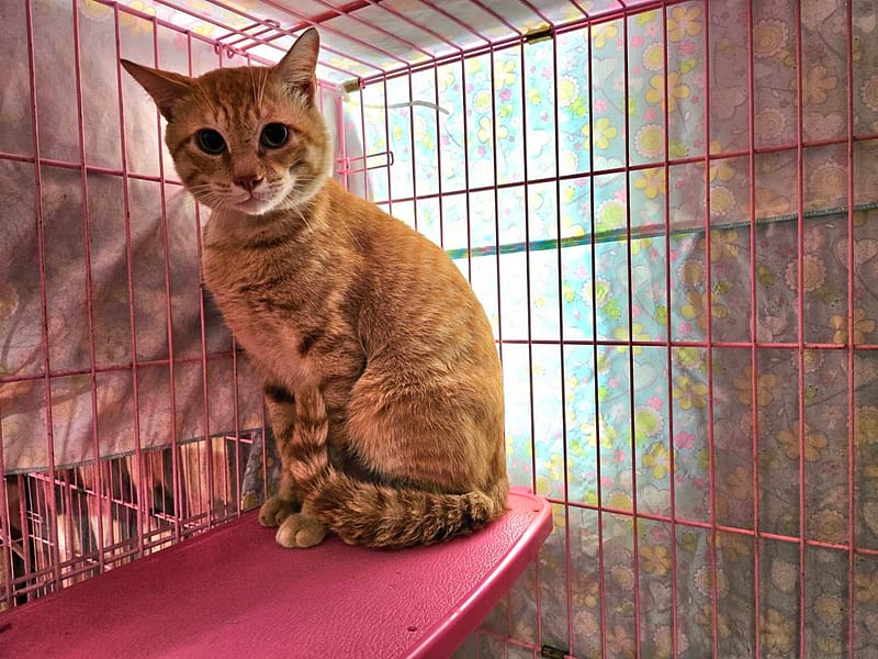 【待認養】混種貓 貓 (男生) - 臺北市動物之家