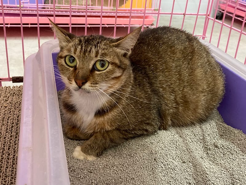 【待認養】混種貓 貓 (女生) - 臺北市動物之家