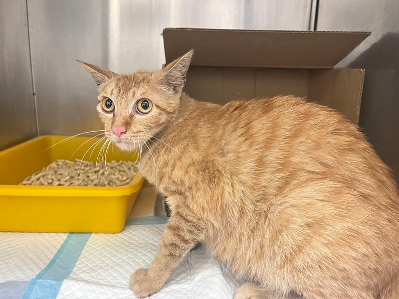 【待認養】混種貓 貓 (女生) - 桃園市動物保護教育園區