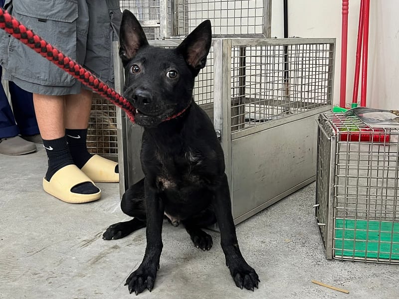 【待認養】混種犬 狗 (男生) - 臺北市動物之家