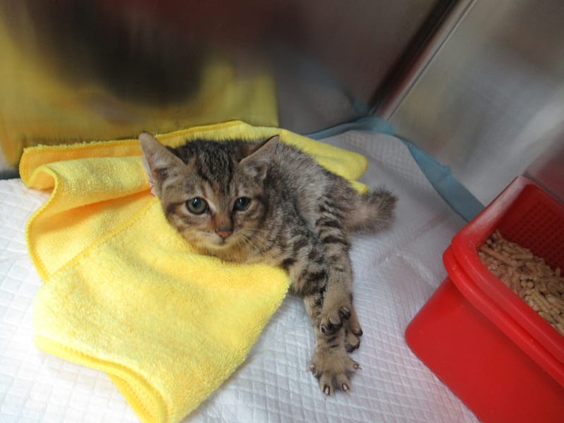 【待認養】混種貓 貓 (女生) - 新竹市動物保護教育園區