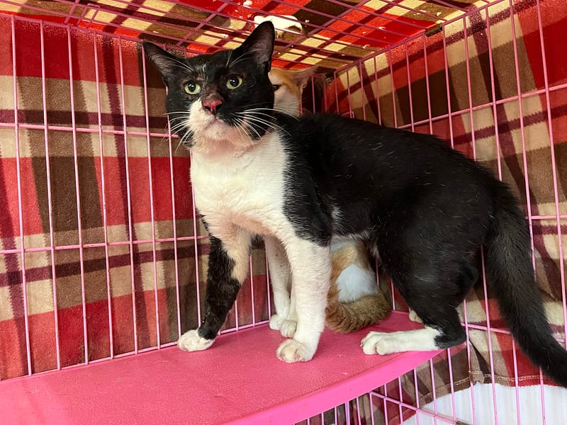 【待認養】混種貓 貓 (男生) - 臺北市動物之家