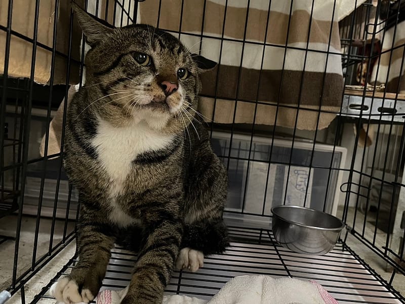 【待認養】混種貓 貓 (男生) - 臺北市動物之家