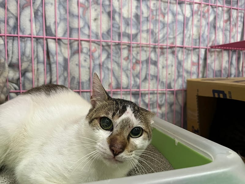 【待認養】混種貓 貓 (男生) - 臺北市動物之家