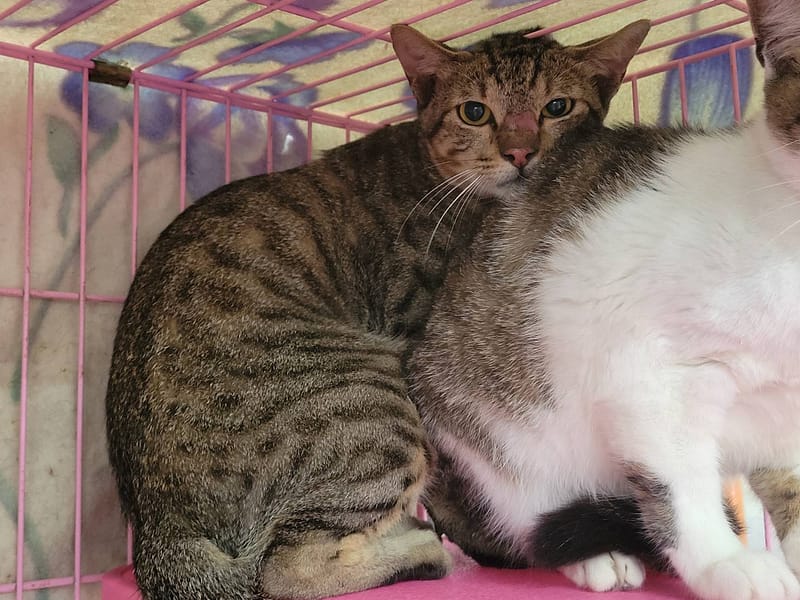 【待認養】混種貓 貓 (男生) - 臺北市動物之家