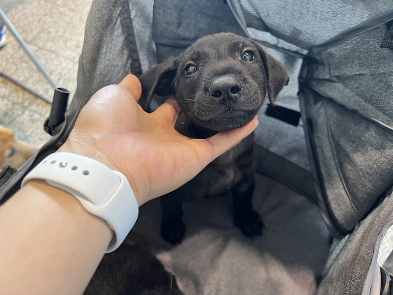 【待認養】混種犬 狗 (男生) - 桃園市動物保護教育園區