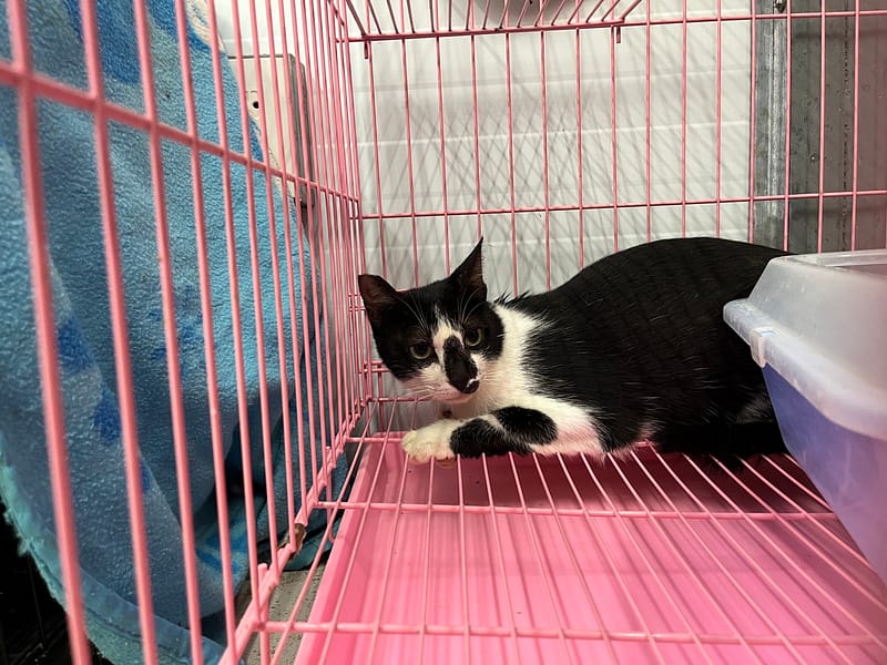 【待認養】混種貓 貓 (女生) - 臺北市動物之家