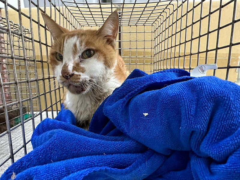 【待認養】混種貓 貓 (男生) - 臺北市動物之家