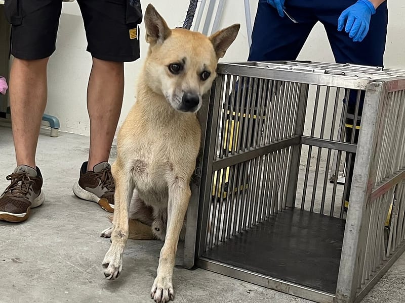 【待認養】混種犬 狗 (男生) - 臺北市動物之家