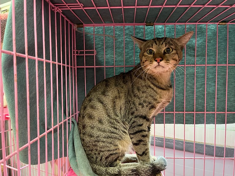 【待認養】混種貓 貓 (男生) - 臺北市動物之家