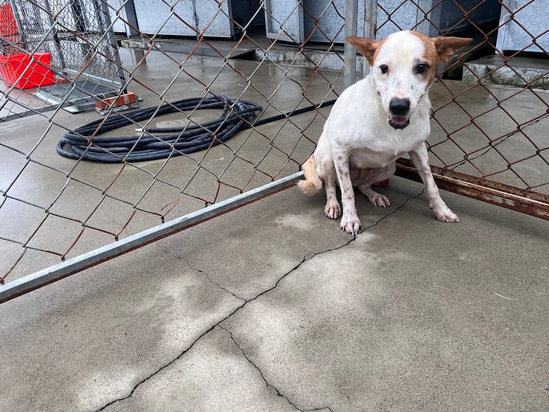 【待認養】混種犬 狗 (女生) - 桃園市動物保護教育園區