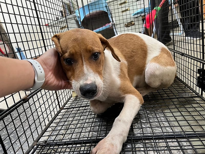 【待認養】混種犬 狗 (男生) - 桃園市動物保護教育園區