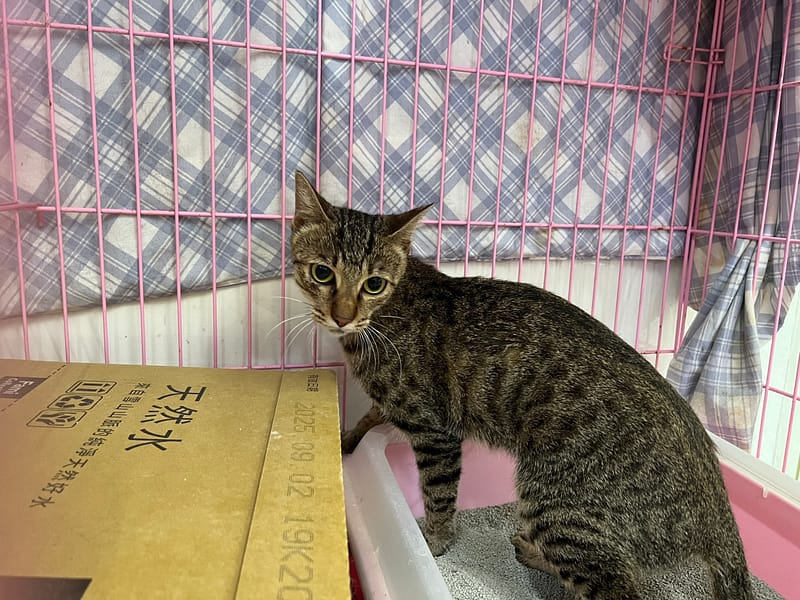 【待認養】混種貓 貓 (女生) - 臺北市動物之家