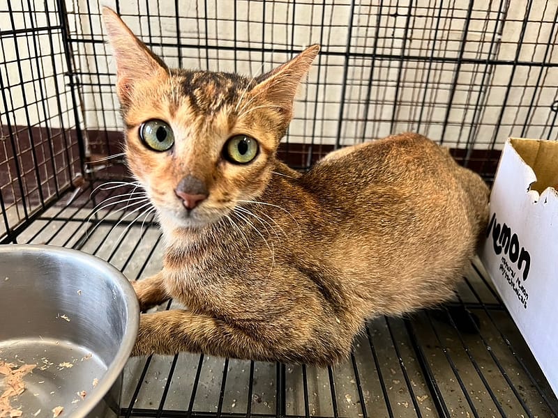 【待認養】混種貓 貓 (女生) - 桃園市動物保護教育園區