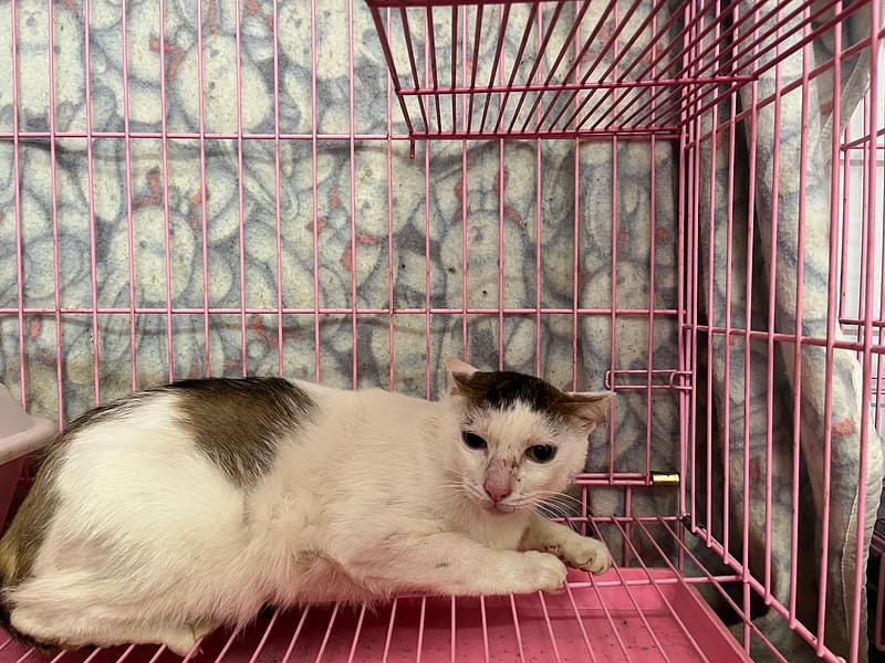 【待認養】混種貓 貓 (男生) - 臺北市動物之家