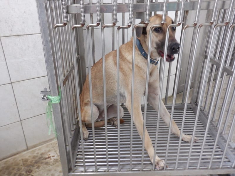 【待認養】混種犬 狗 (男生) - 南投縣公立動物收容所