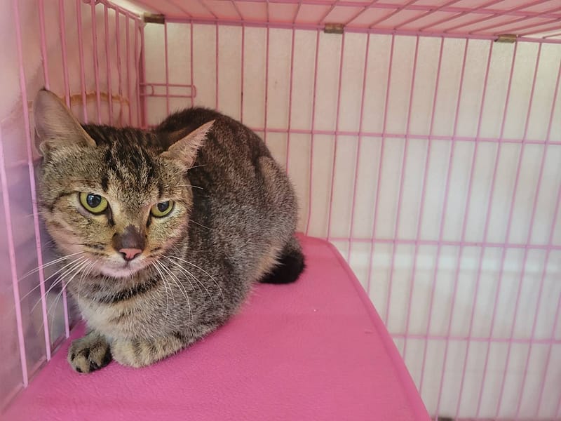 【待認養】混種貓 貓 (女生) - 臺北市動物之家